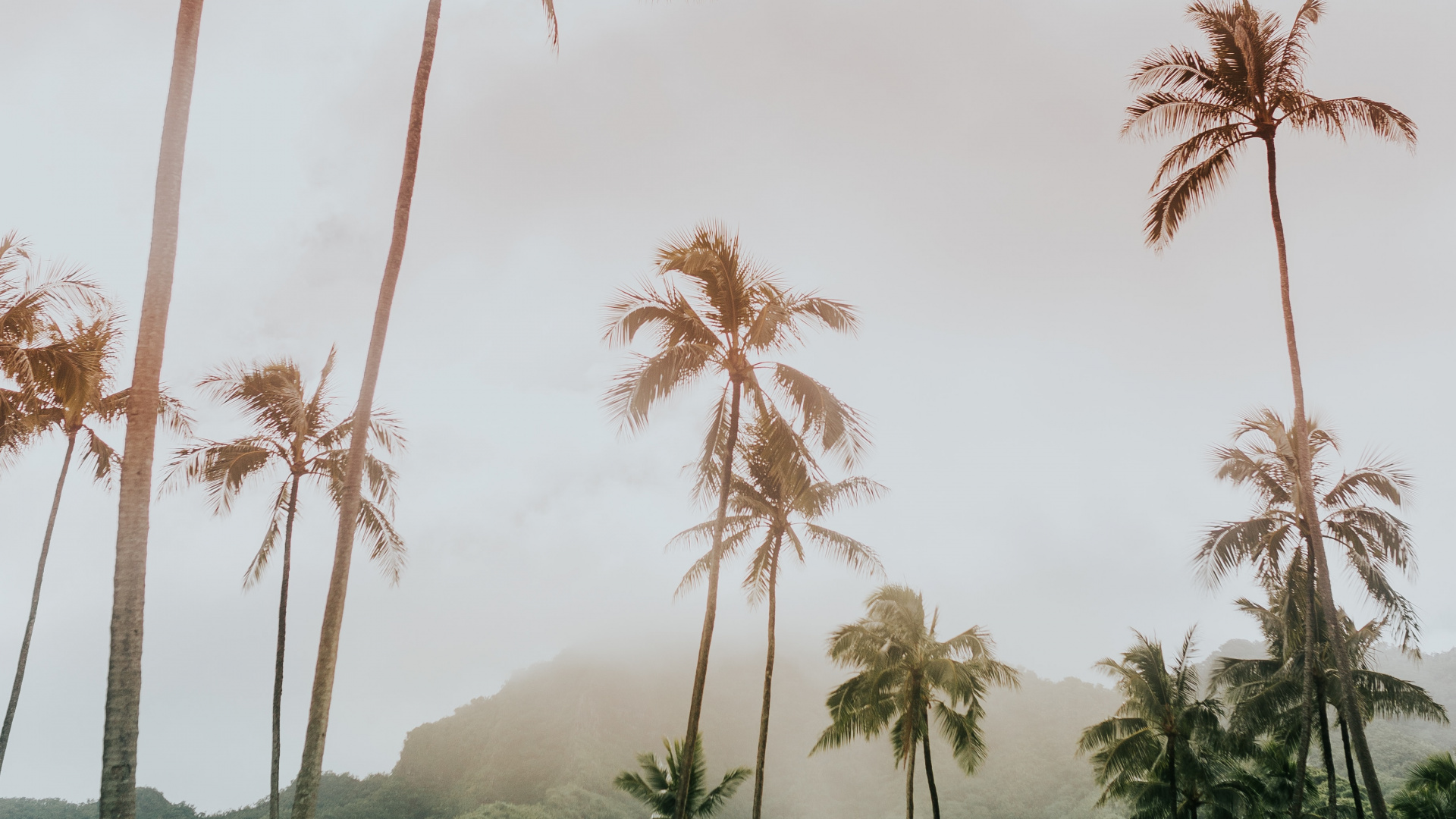 Обои Низкий угол выстрел, Пальмоцветные, растительность, дерево, древесные растения в разрешении 1920x1080