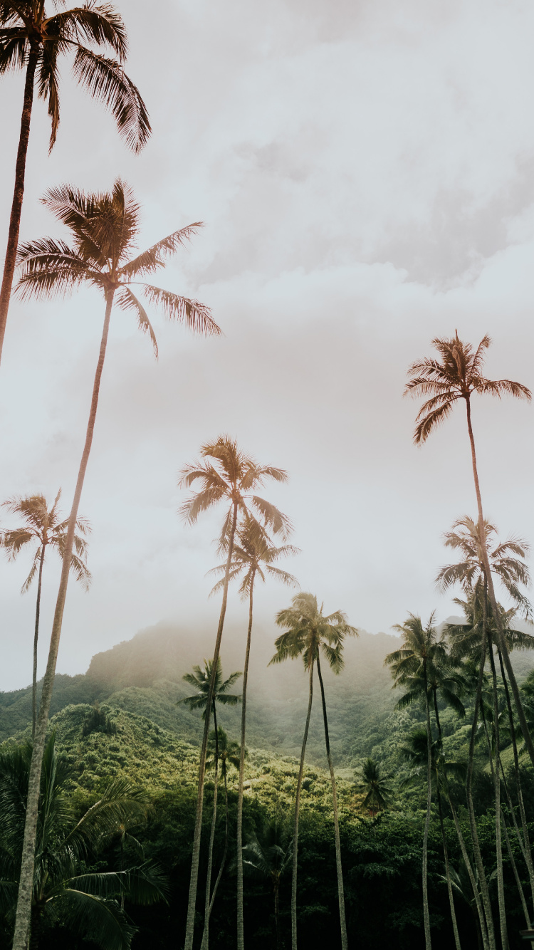Обои Низкий угол выстрел, Пальмоцветные, растительность, дерево, древесные растения в разрешении 750x1334