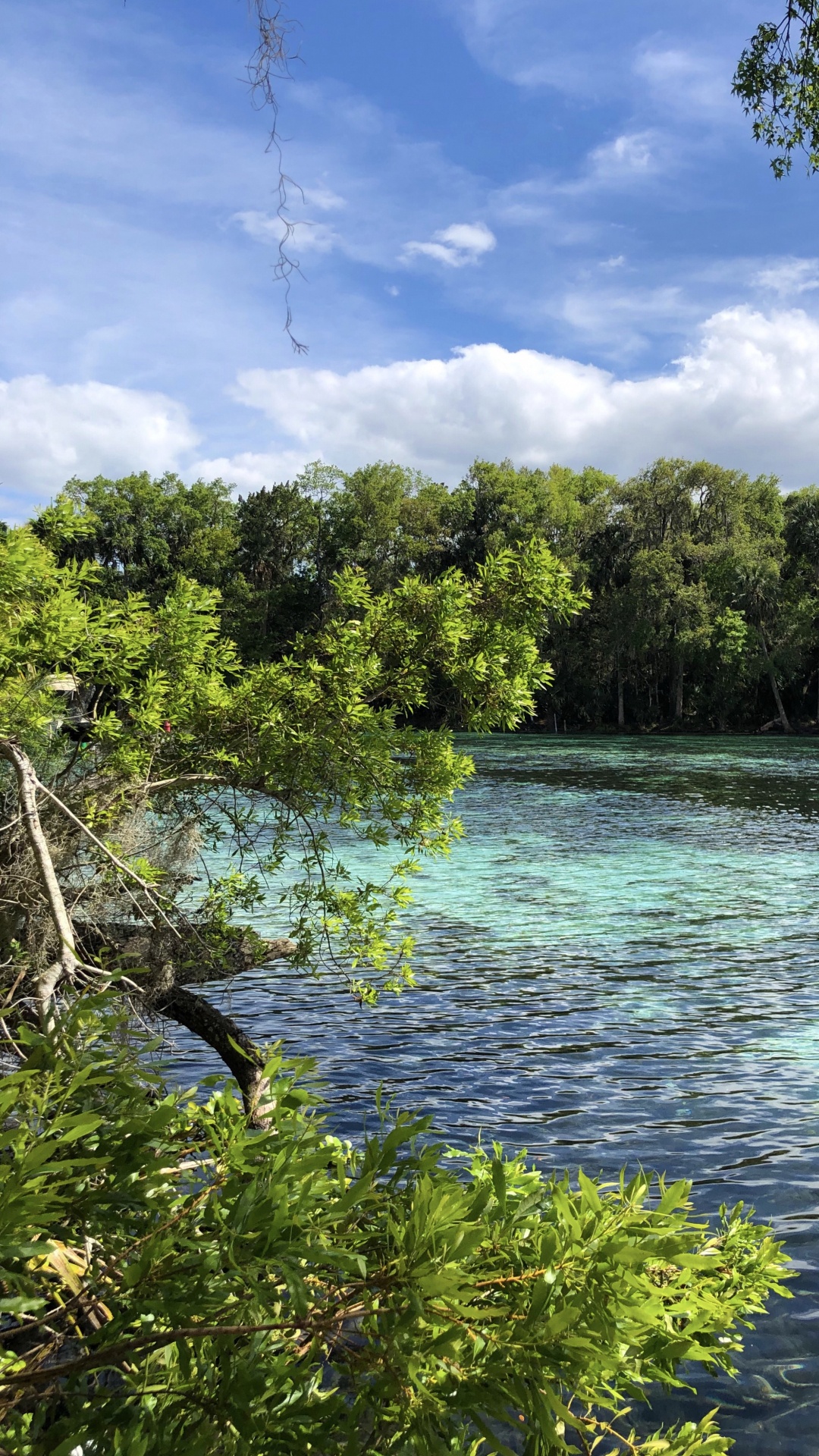 Обои природа, растительность, ветвь, облако, природный ландшафт в разрешении 1080x1920