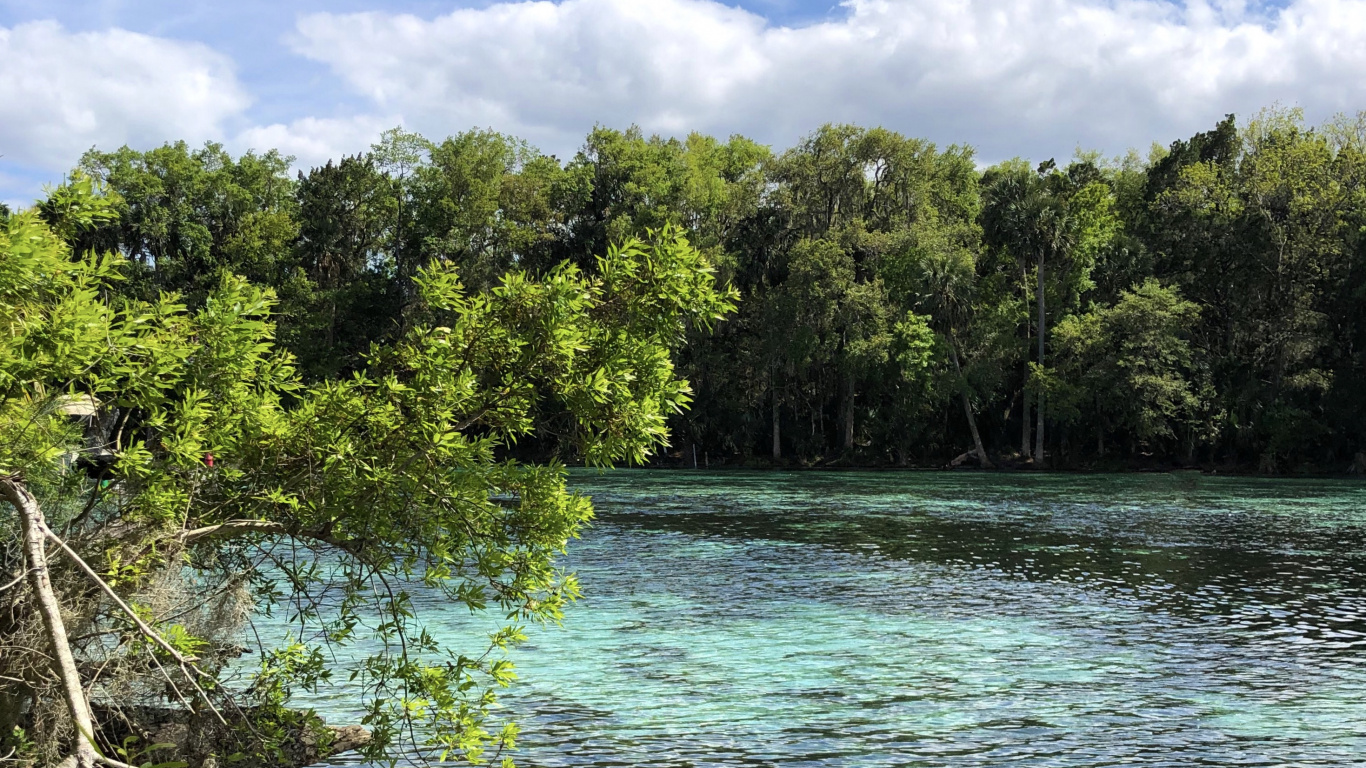 Обои природа, растительность, ветвь, облако, природный ландшафт в разрешении 1366x768
