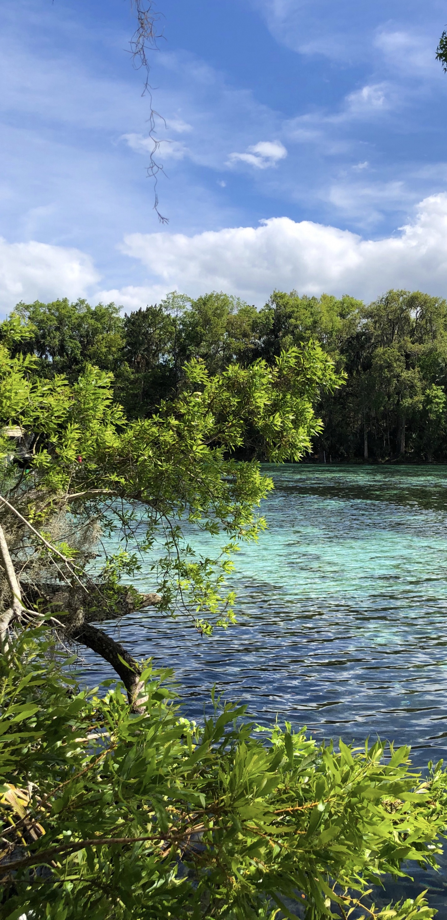 Обои природа, растительность, ветвь, облако, природный ландшафт в разрешении 1440x2960