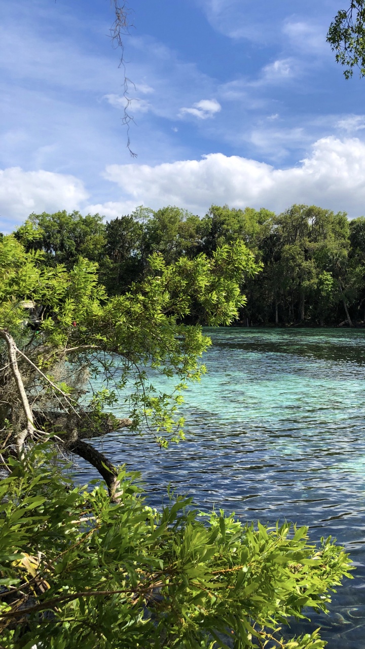 Обои природа, растительность, ветвь, облако, природный ландшафт в разрешении 720x1280