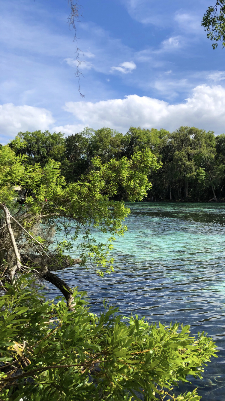 Обои природа, растительность, ветвь, облако, природный ландшафт в разрешении 750x1334