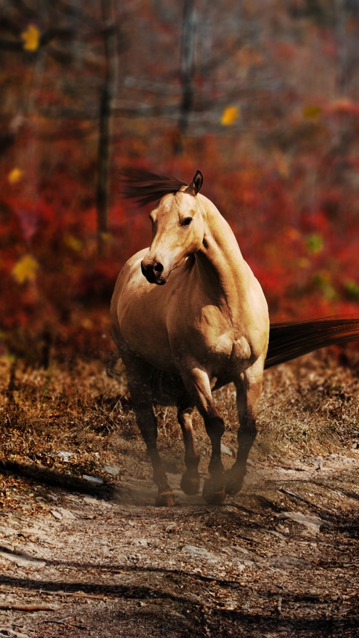 Обои живая природа, Мустанг лошадь, осень, дерево, Арабская лошадь в разрешении 720x1280