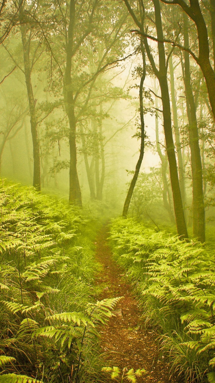 Обои природный ландшафт, природа, лес, растительность, дерево в разрешении 720x1280