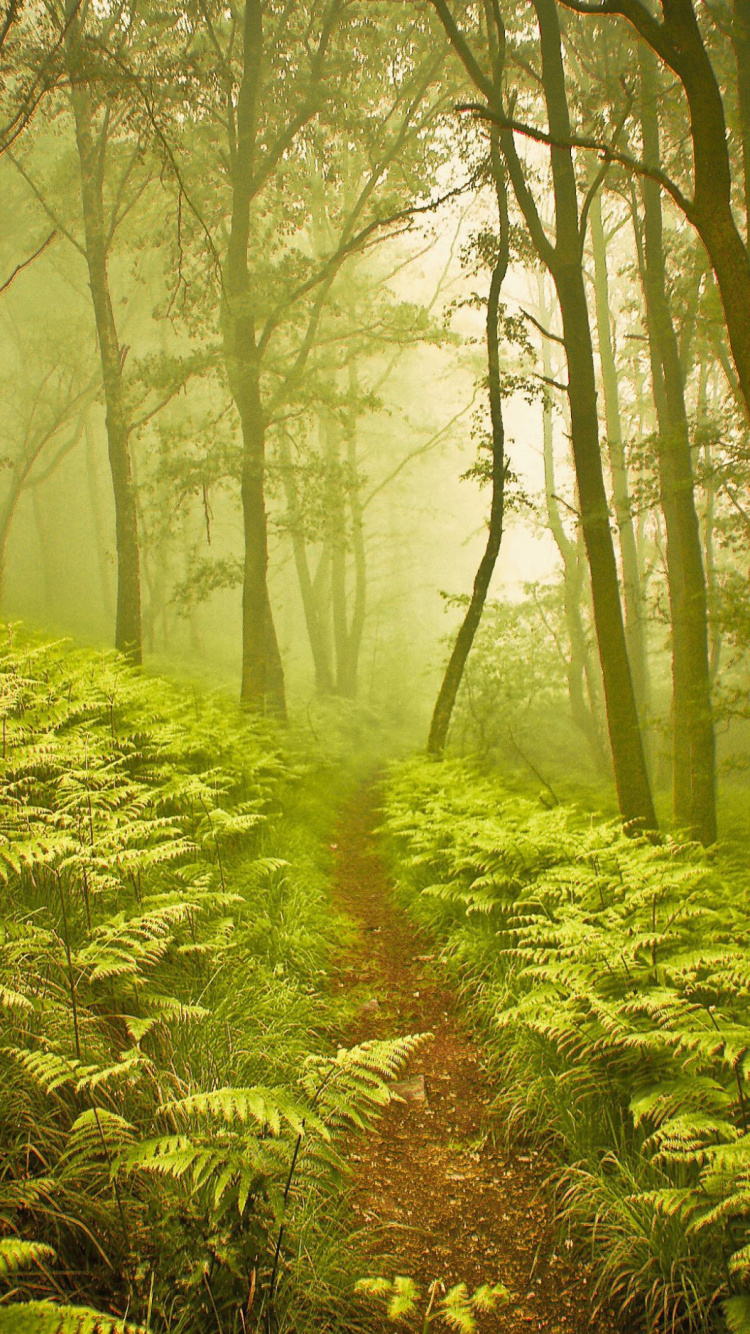 Обои природный ландшафт, природа, лес, растительность, дерево в разрешении 750x1334