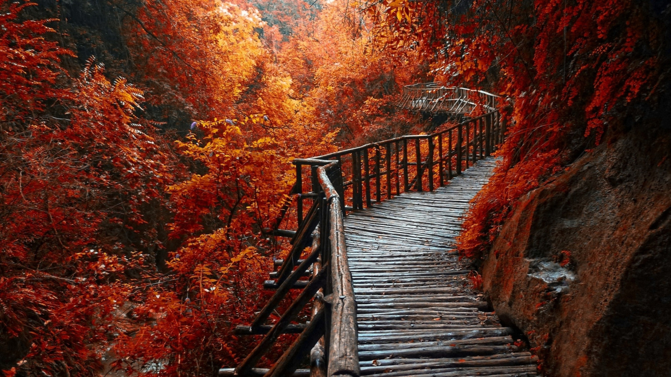 Обои Осенняя окраска листьев, осень, пейзаж, природа, дерево в разрешении 1366x768