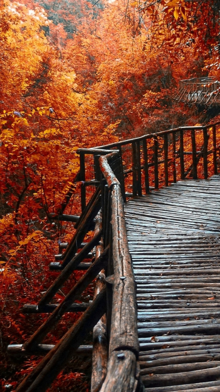 Обои Осенняя окраска листьев, осень, пейзаж, природа, дерево в разрешении 750x1334