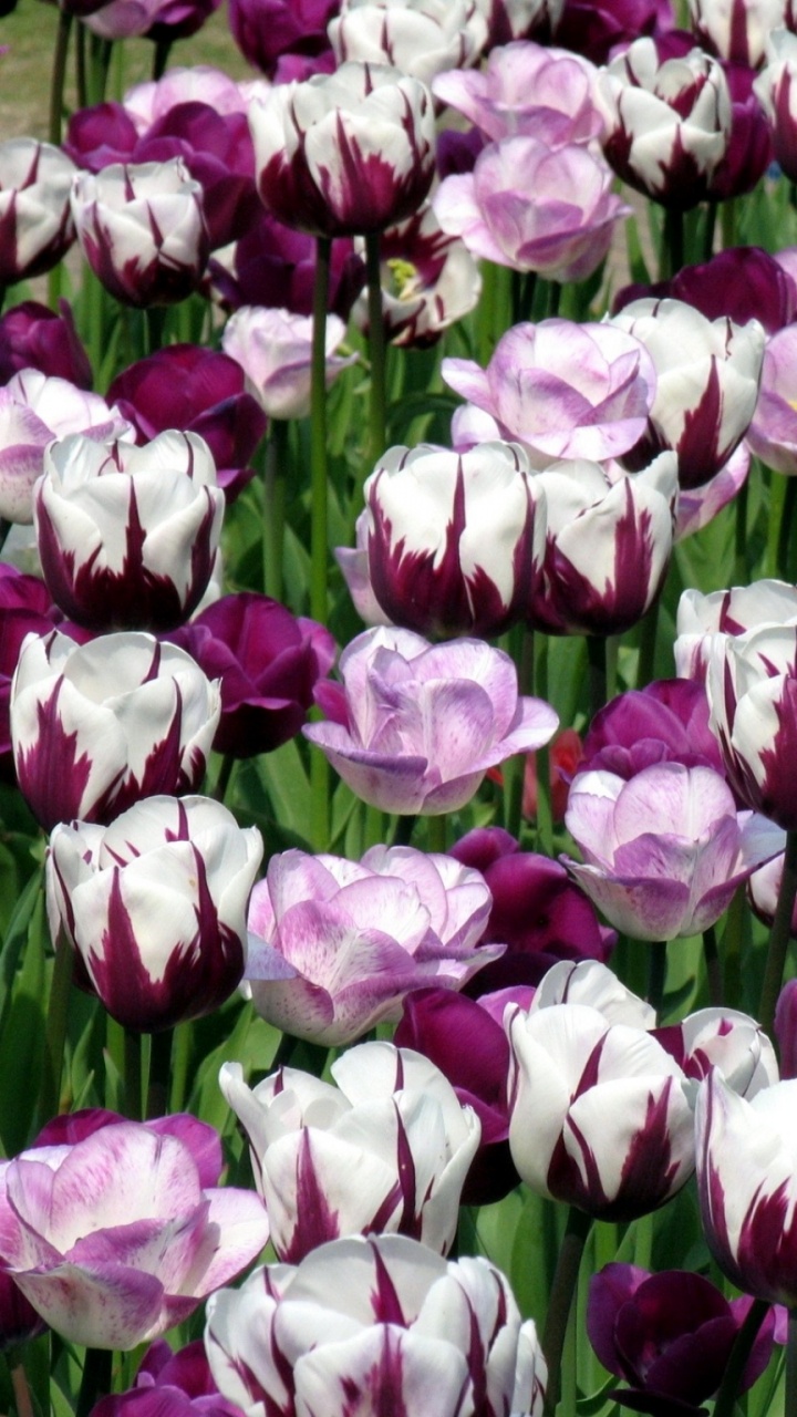 Обои лепесток, цветковое растение, пурпур, весна, сад роз в разрешении 720x1280