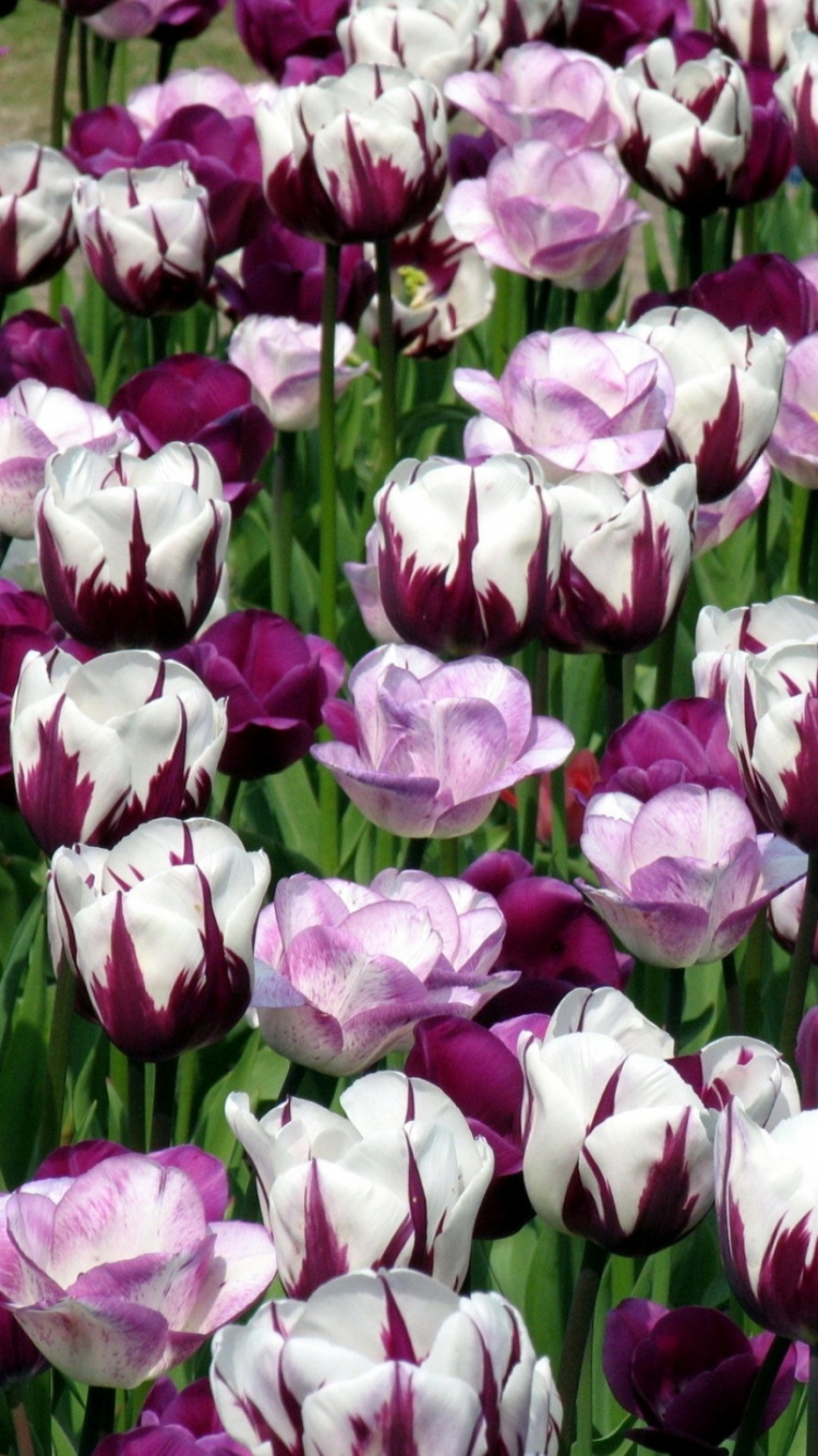 Обои лепесток, цветковое растение, пурпур, весна, сад роз в разрешении 750x1334