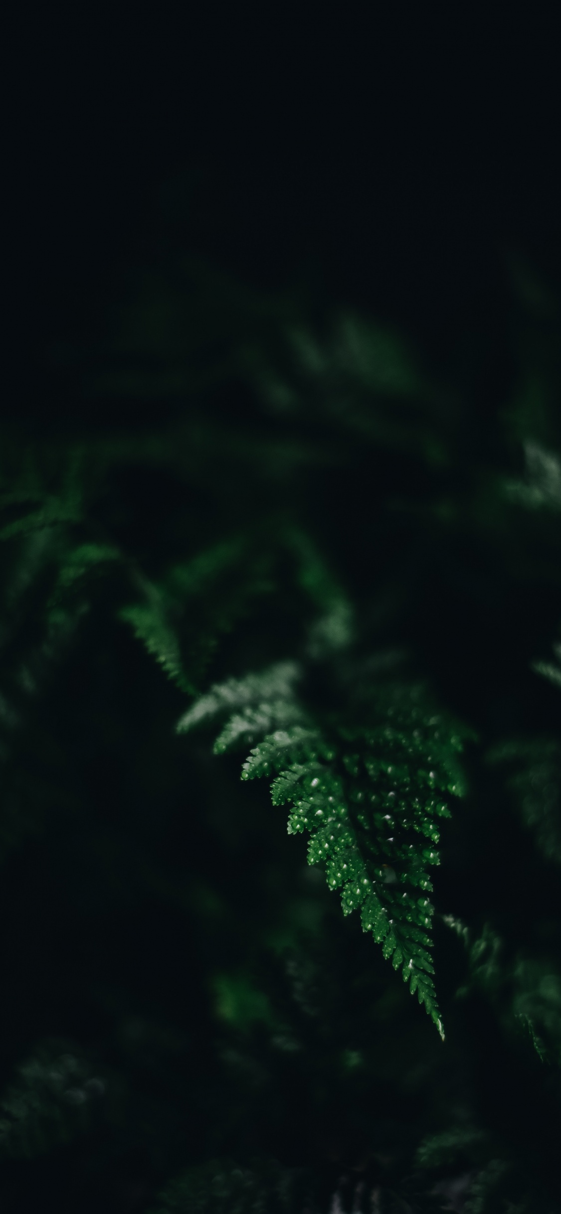 Обои свет, вода, лист, темнота, черный в разрешении 1125x2436