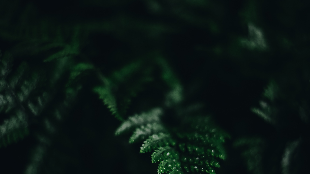 Обои свет, вода, лист, темнота, черный в разрешении 1280x720