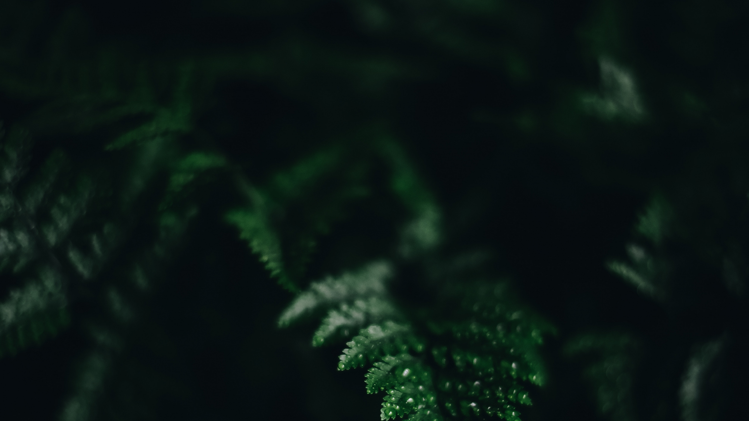 Обои свет, вода, лист, темнота, черный в разрешении 2560x1440