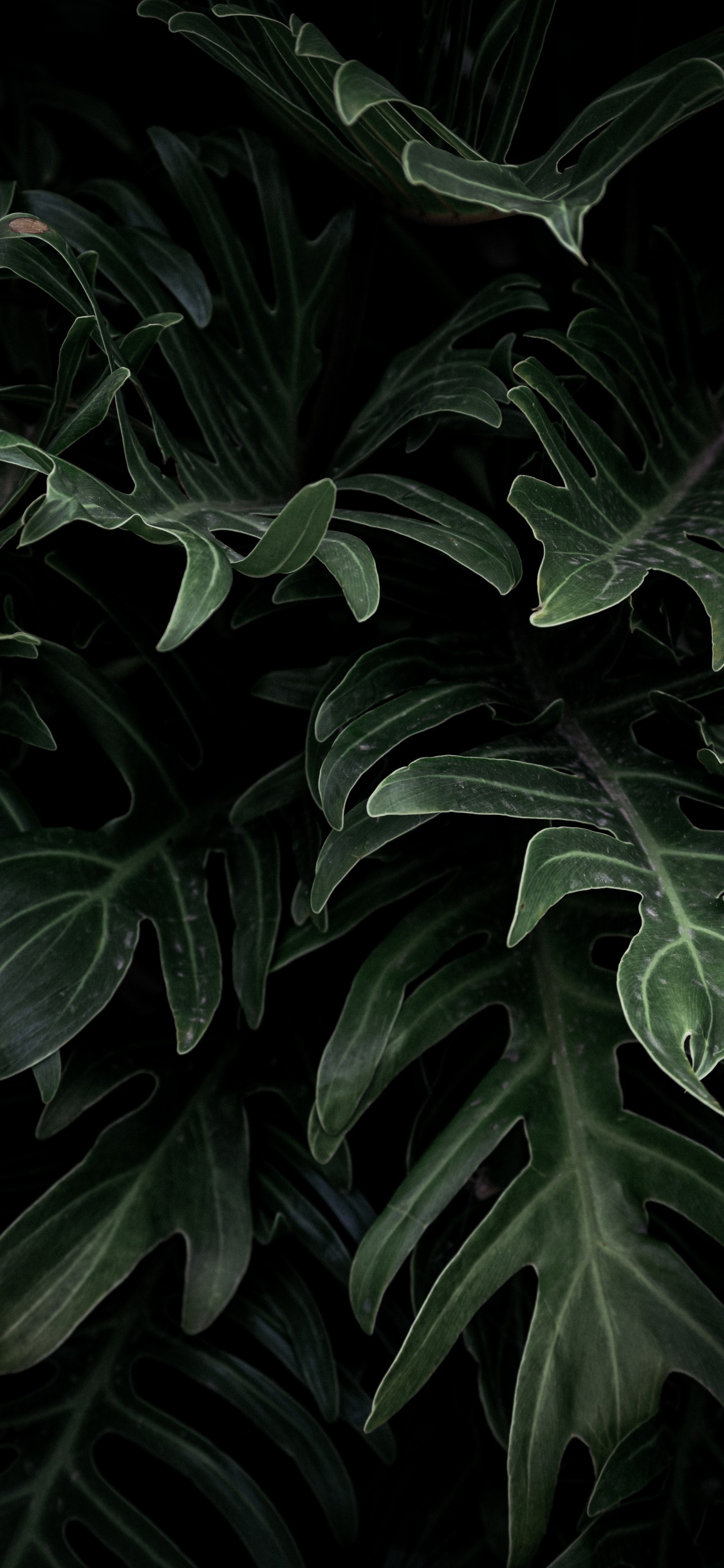 Обои Alismatales, цветок, лист, наземное растение, ботаники в разрешении 1125x2436