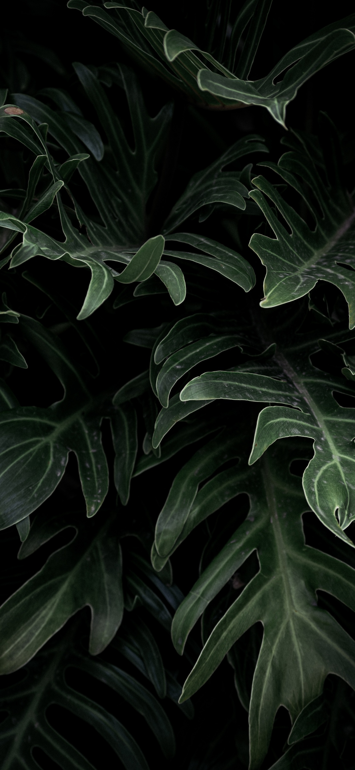 Обои Alismatales, цветок, лист, наземное растение, ботаники в разрешении 1242x2688