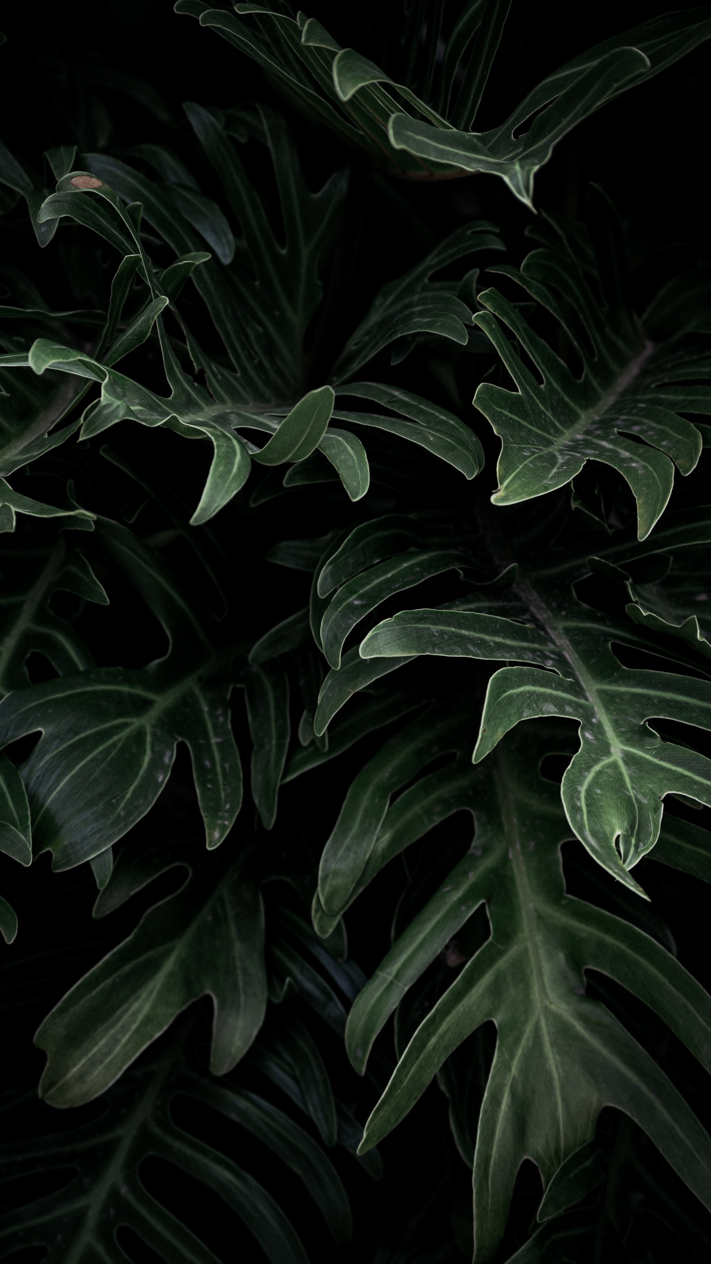 Обои Alismatales, цветок, лист, наземное растение, ботаники в разрешении 1440x2560