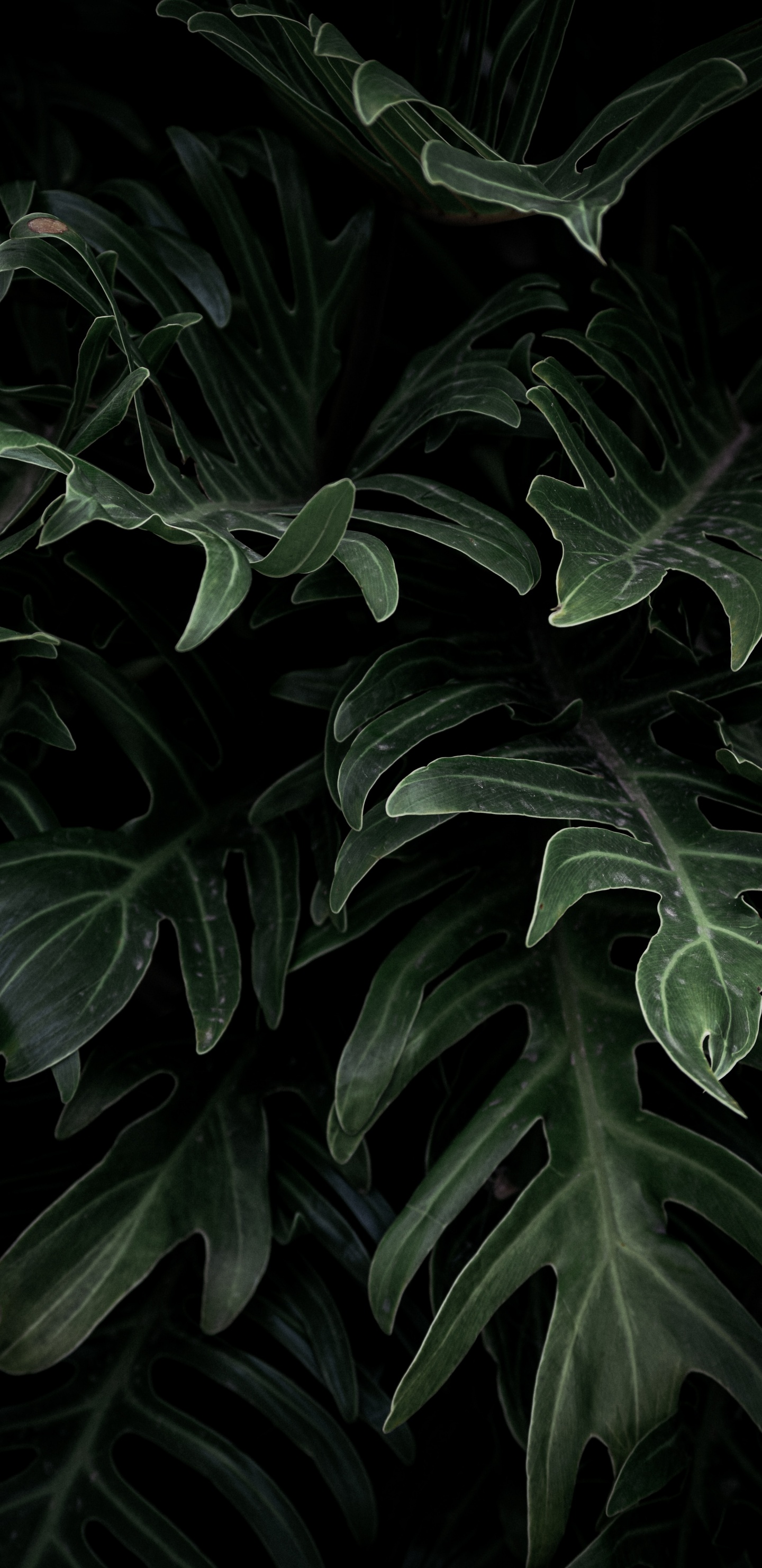 Обои Alismatales, цветок, лист, наземное растение, ботаники в разрешении 1440x2960