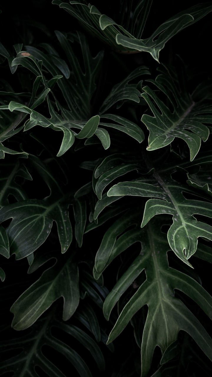 Обои Alismatales, цветок, лист, наземное растение, ботаники в разрешении 720x1280