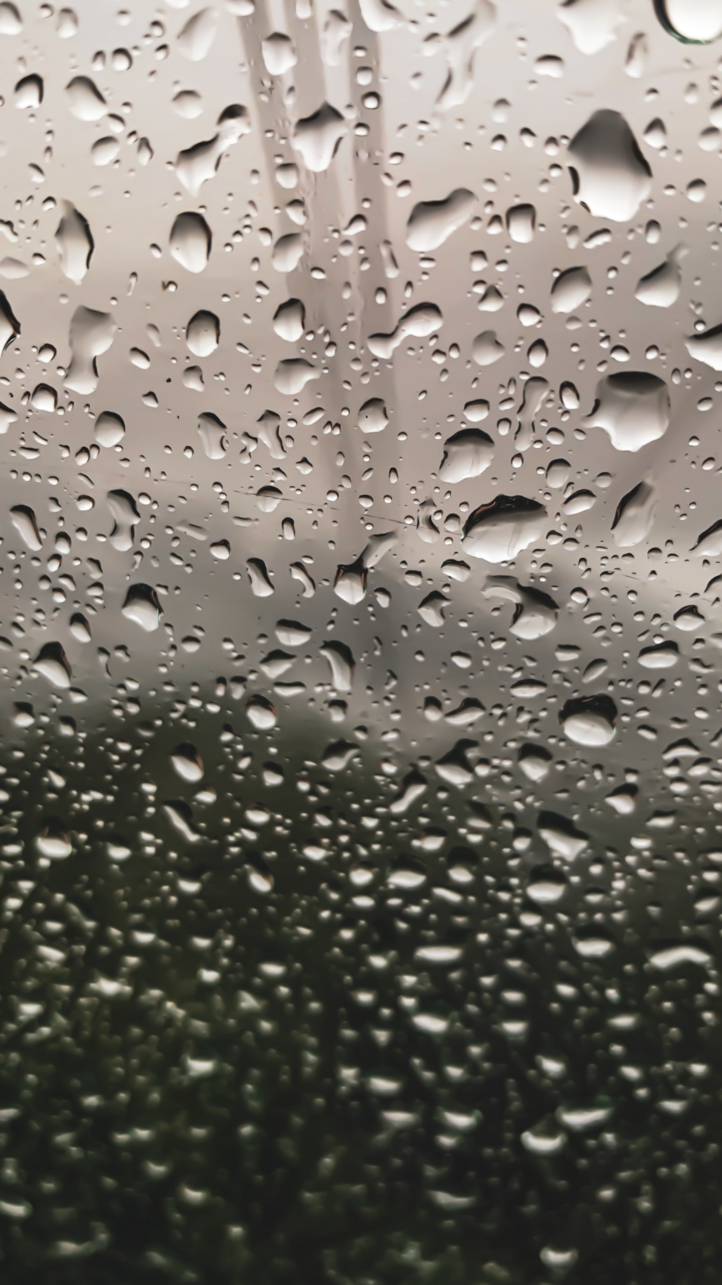 Обои падение, дождь, роса, вода, мелкий дождь в разрешении 1440x2560