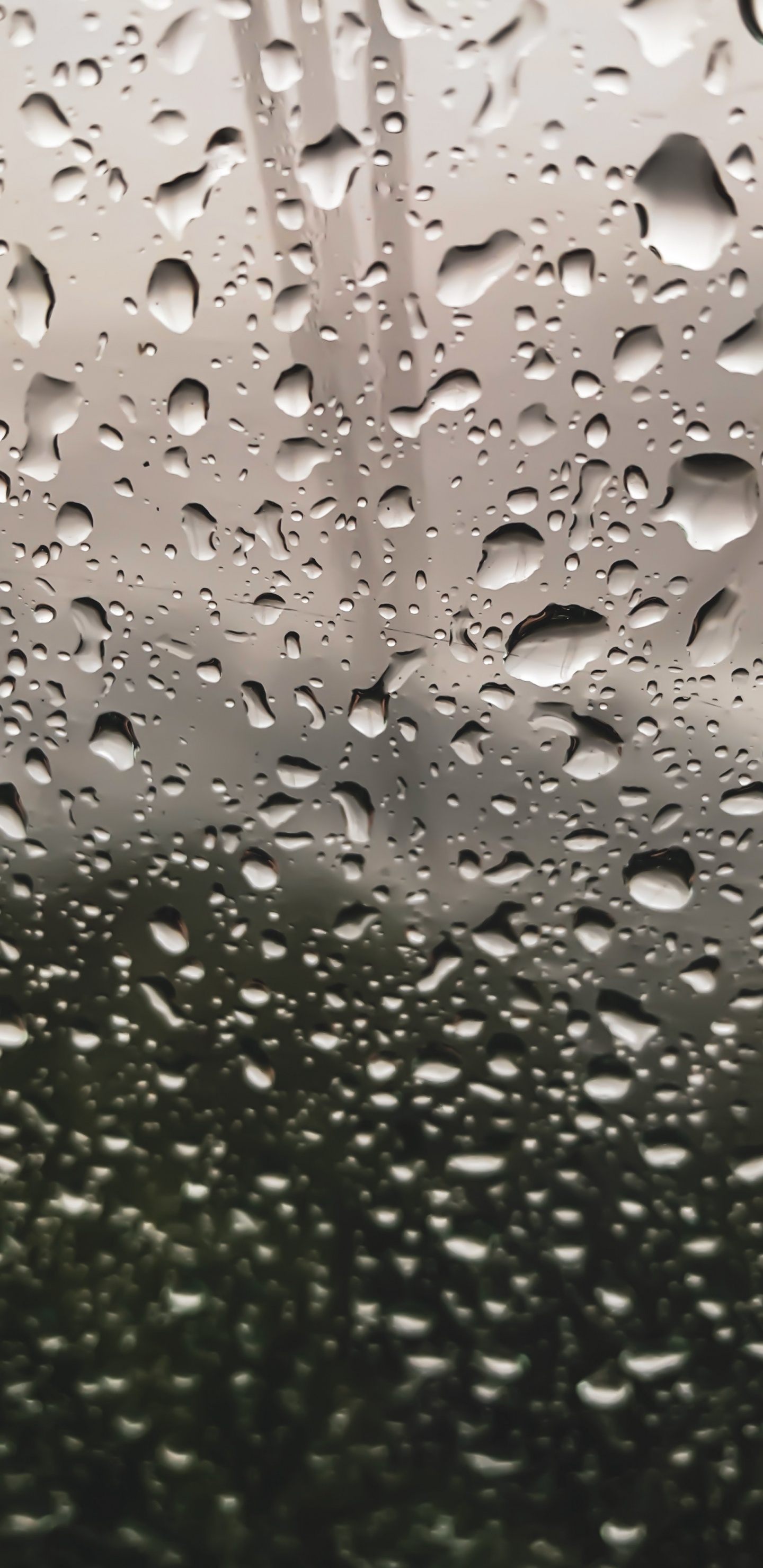 Обои падение, дождь, роса, вода, мелкий дождь в разрешении 1440x2960