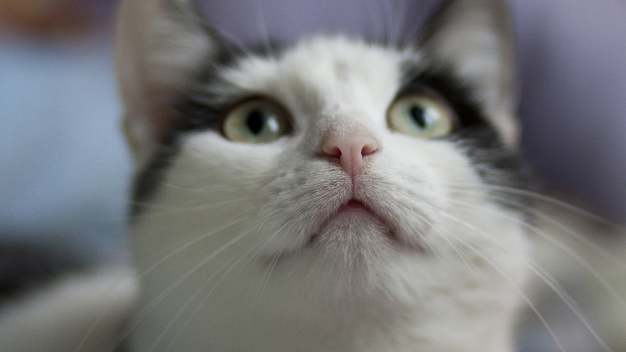 Обои манчкин кошка, американская жесткошерстная кошка, морда, нос, эгейская кошка в разрешении 1280x720