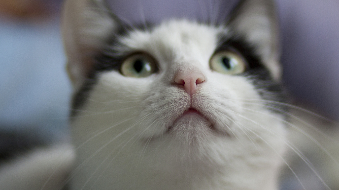 Обои манчкин кошка, американская жесткошерстная кошка, морда, нос, эгейская кошка в разрешении 1366x768