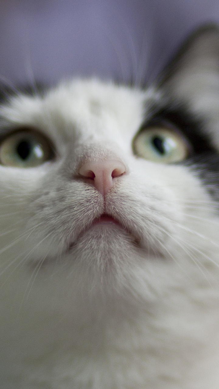 Обои манчкин кошка, американская жесткошерстная кошка, морда, нос, эгейская кошка в разрешении 720x1280