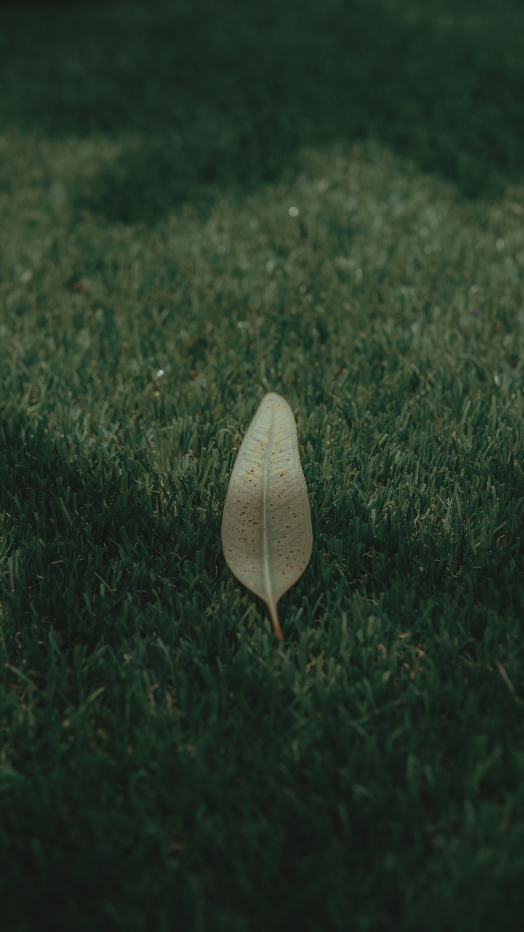 Обои зеленый, лист, атмосфера, растение, трава в разрешении 1080x1920