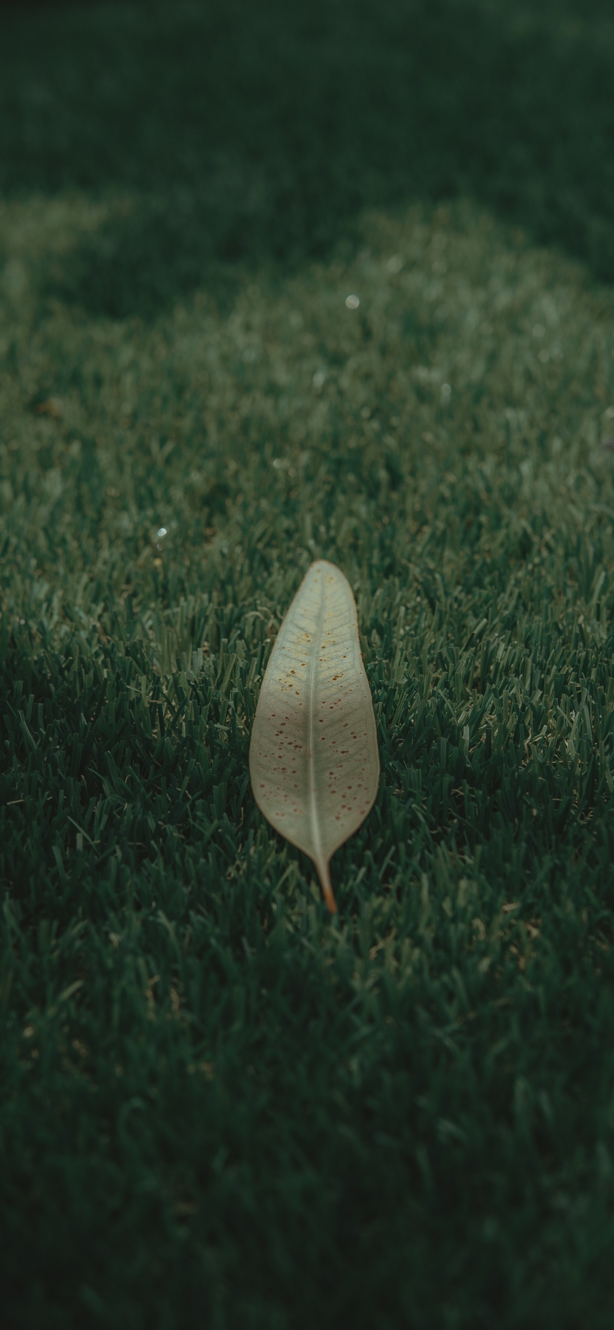 Обои зеленый, лист, атмосфера, растение, трава в разрешении 1242x2688