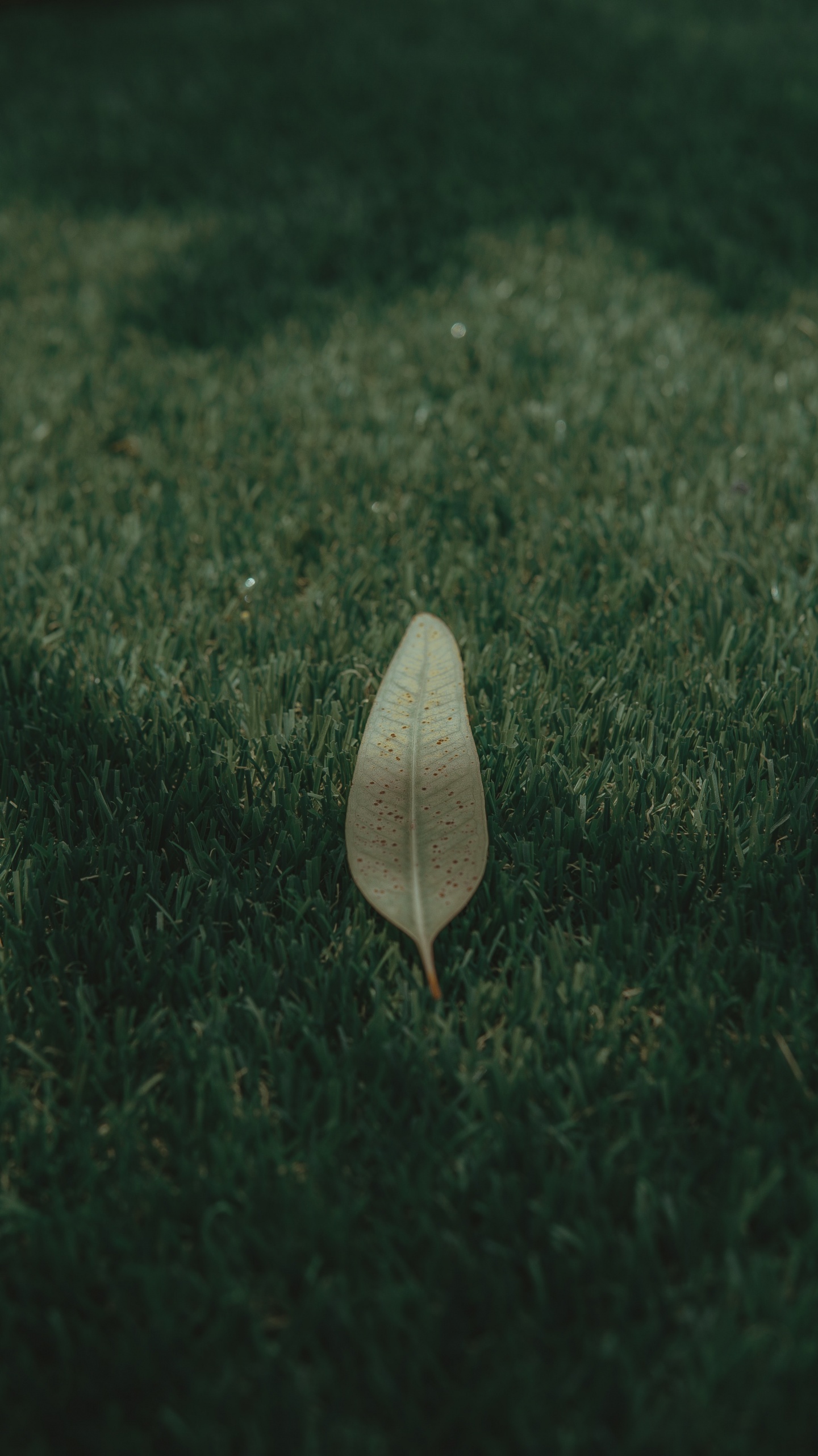 Обои зеленый, лист, атмосфера, растение, трава в разрешении 1440x2560