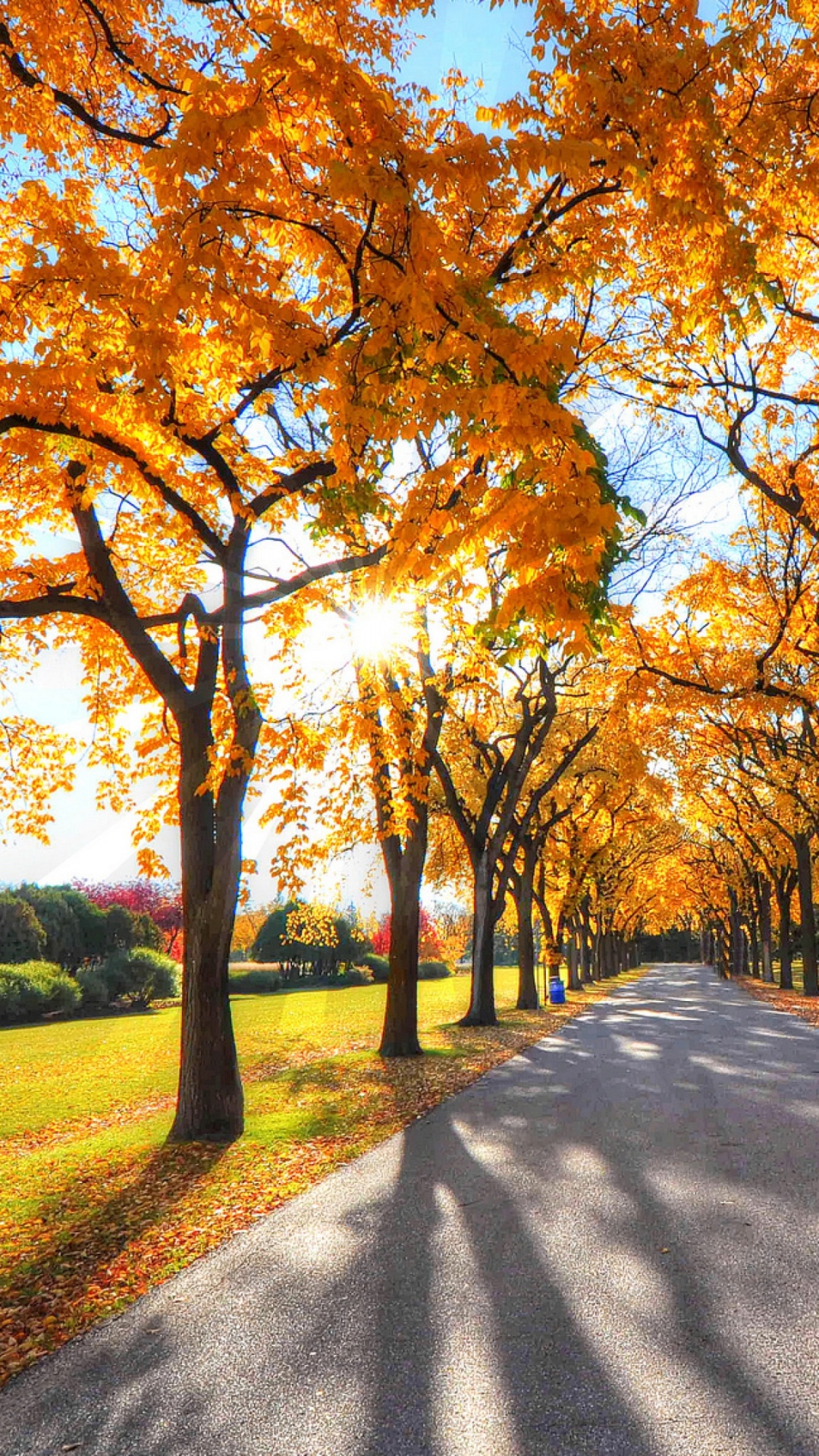 Обои дерево, природа, лист, осень, солнечный свет в разрешении 1080x1920