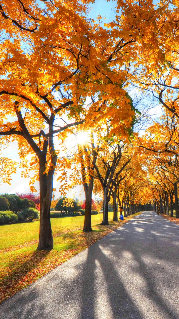 Обои дерево, природа, лист, осень, солнечный свет в разрешении 720x1280