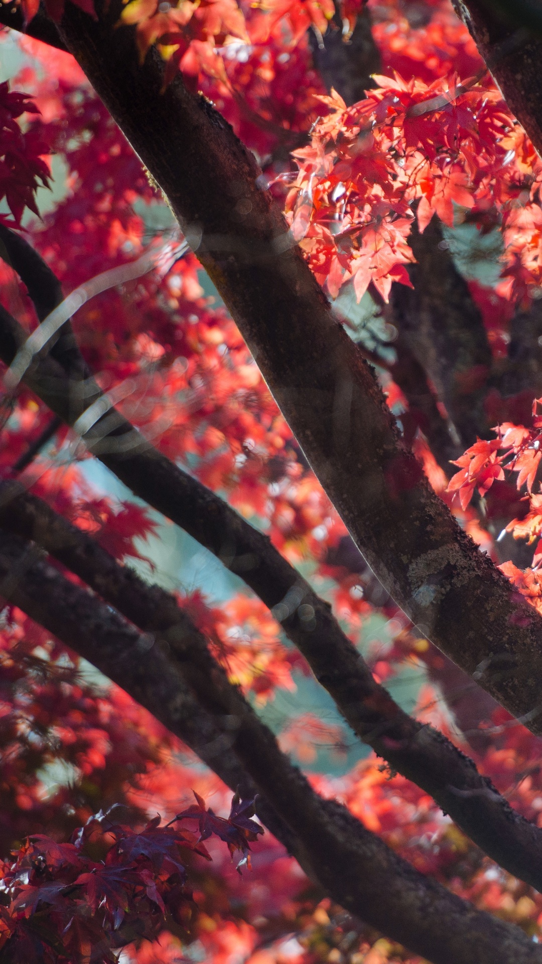 Обои осень, дерево, красный цвет, лист, древесные растения в разрешении 1080x1920