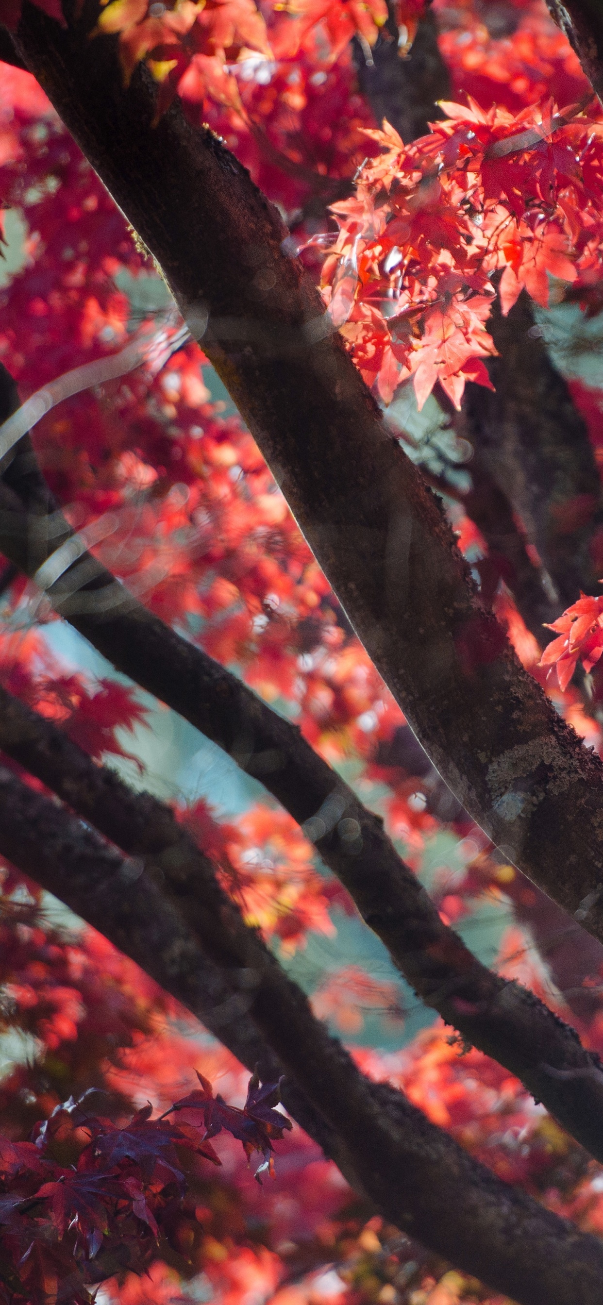 Обои осень, дерево, красный цвет, лист, древесные растения в разрешении 1242x2688