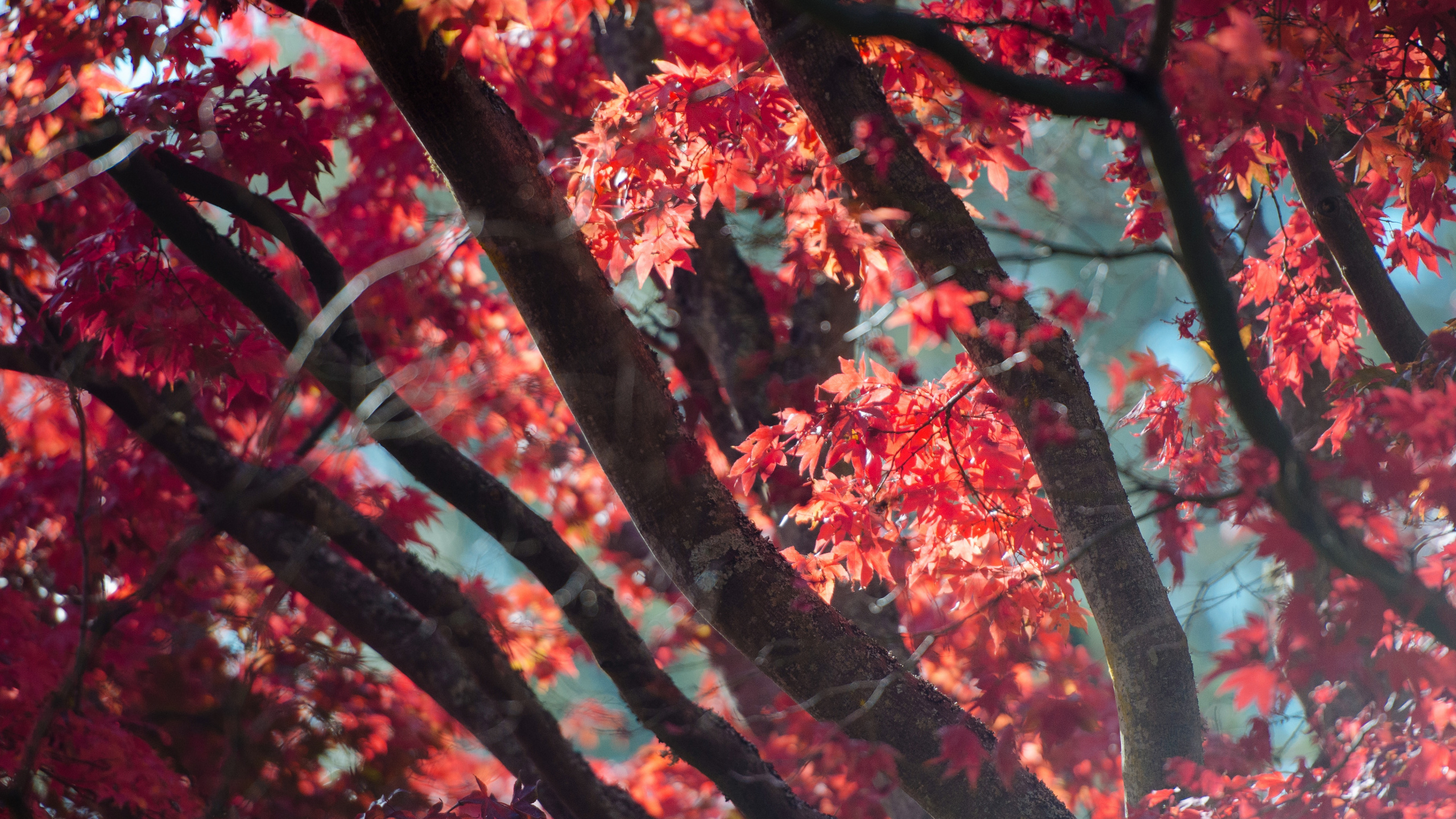 Обои осень, дерево, красный цвет, лист, древесные растения в разрешении 2560x1440