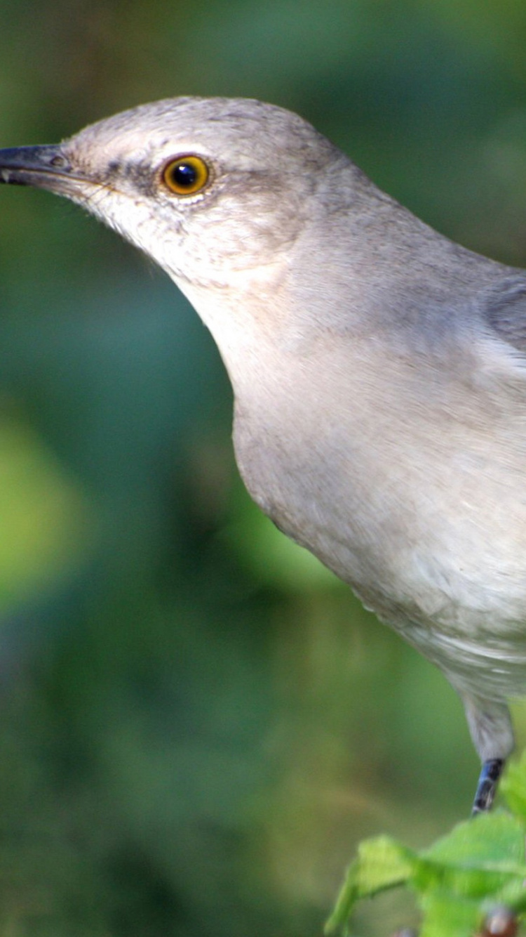 Обои клюв, cuculiformes, птица, Соловей, воробьиные птицы в разрешении 750x1334