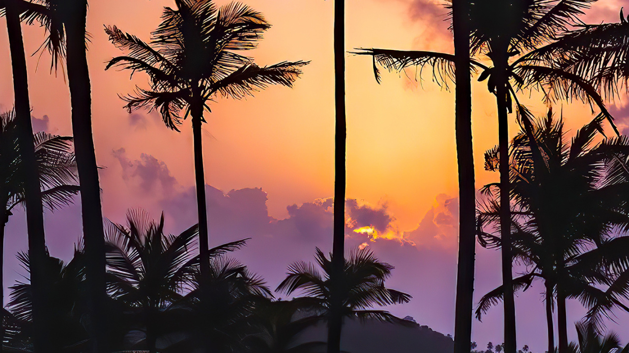 Обои послесвечение, вода, свет, дерево, растение в разрешении 1280x720