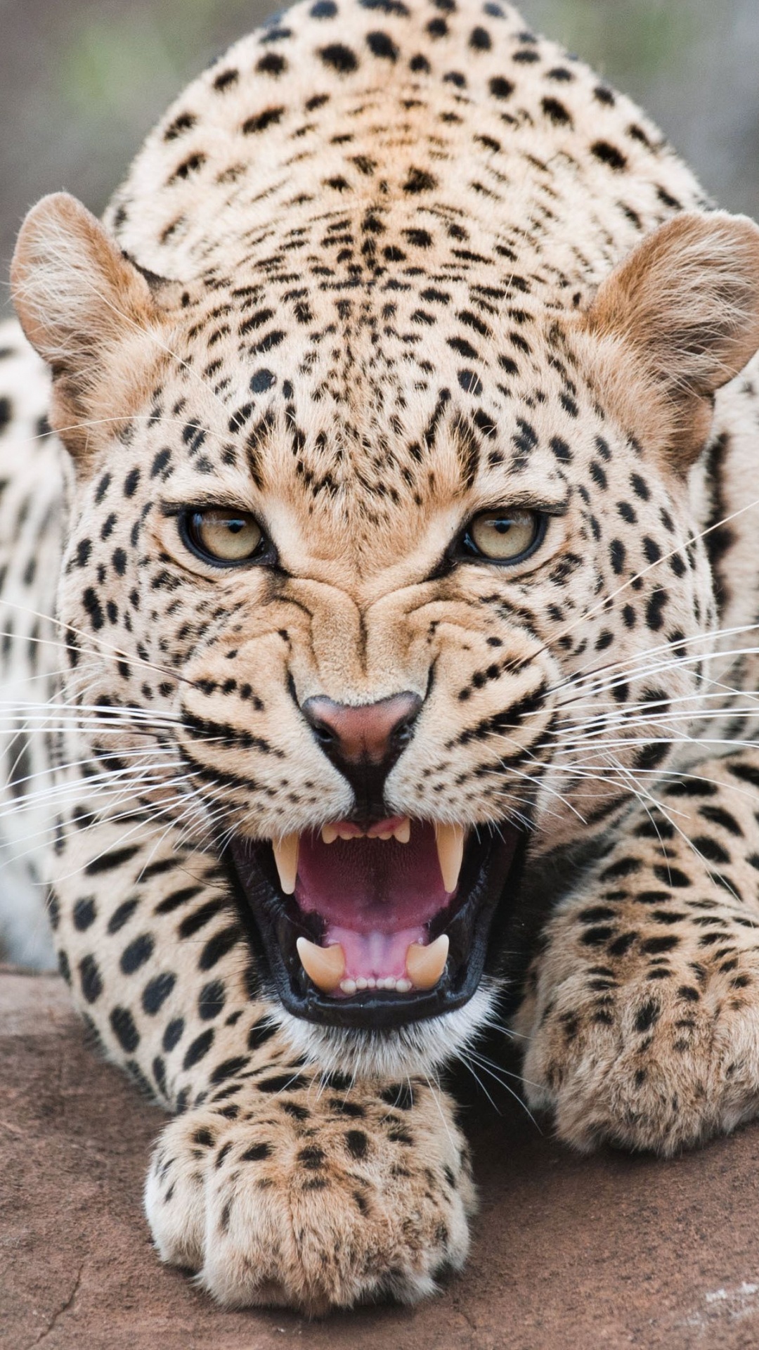 Обои Леопард, Гепард, Ягуар, снежный Барс, кошачьих в разрешении 1080x1920