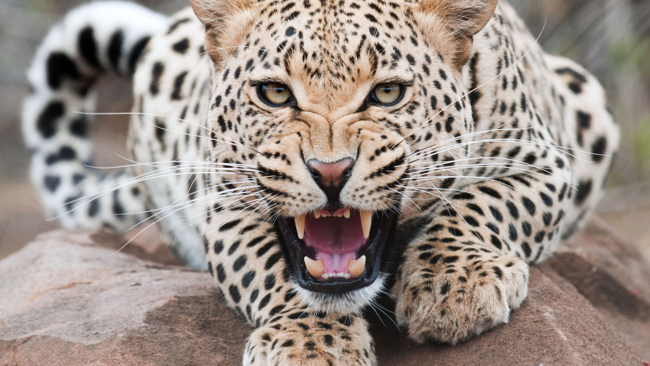 Обои Леопард, Гепард, Ягуар, снежный Барс, кошачьих в разрешении 1280x720