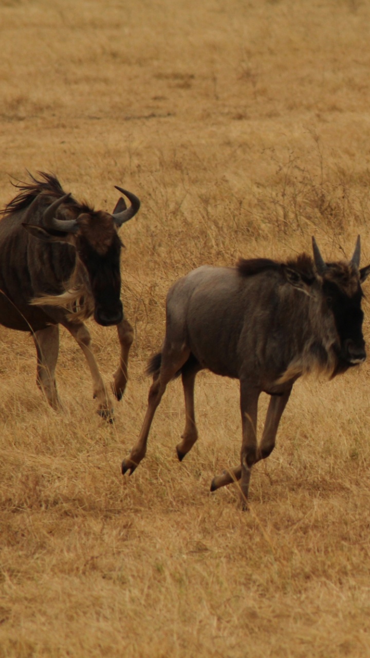 Обои живая природа, антилопа гну, рог, миграция животных, Саванна в разрешении 720x1280
