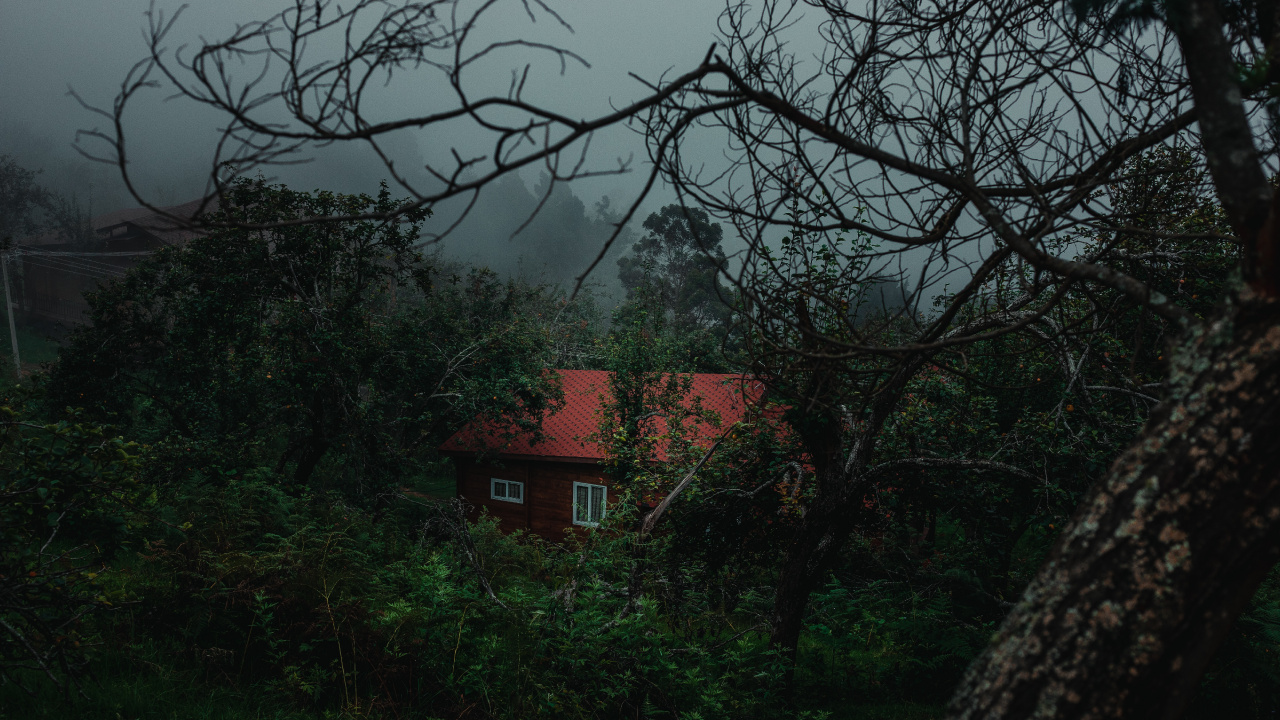 Обои природа, зеленый, дерево, растительность, ветвь в разрешении 1280x720