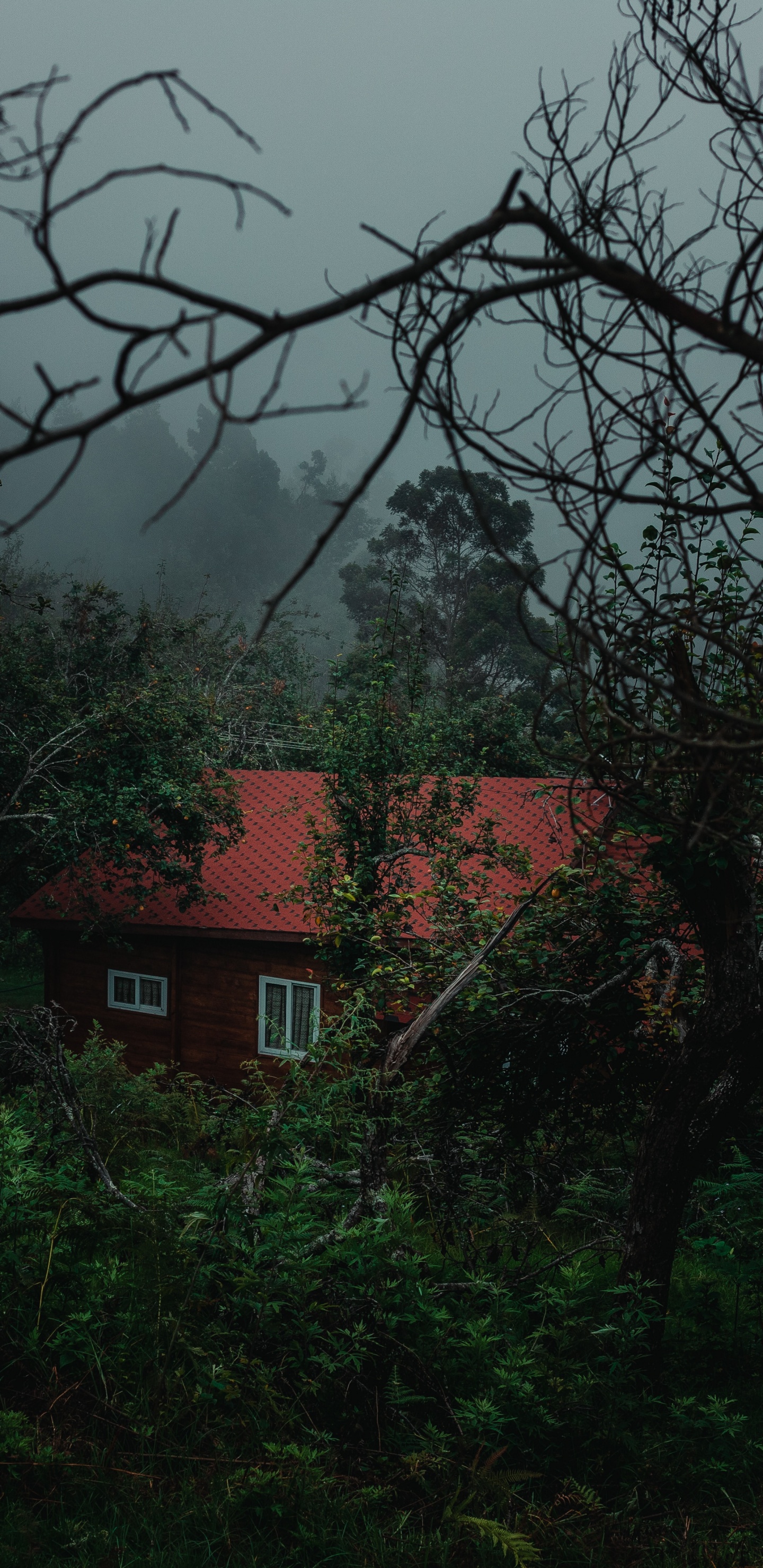 Обои природа, зеленый, дерево, растительность, ветвь в разрешении 1440x2960