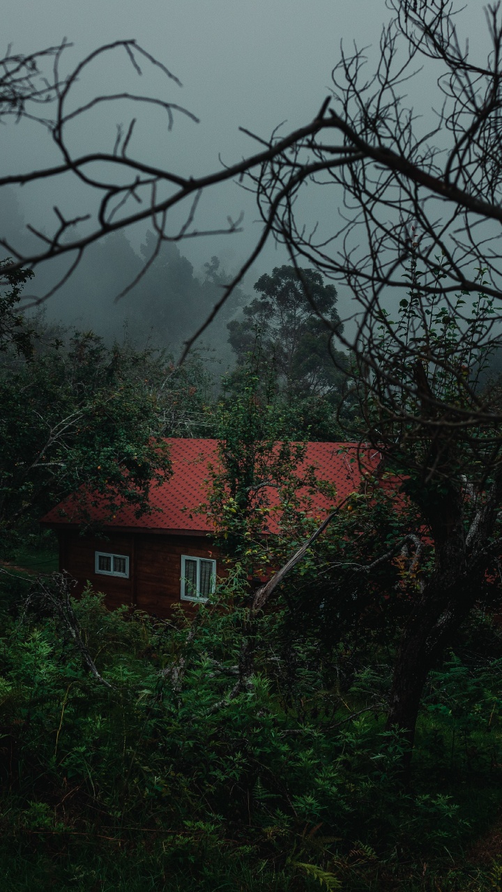 Обои природа, зеленый, дерево, растительность, ветвь в разрешении 720x1280