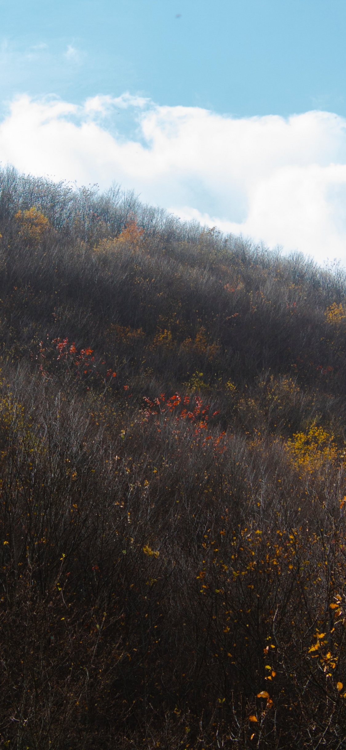 Обои лист, утро, солнечный свет, дерево, холм в разрешении 1125x2436