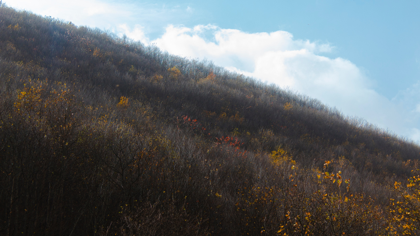 Обои лист, утро, солнечный свет, дерево, холм в разрешении 1366x768