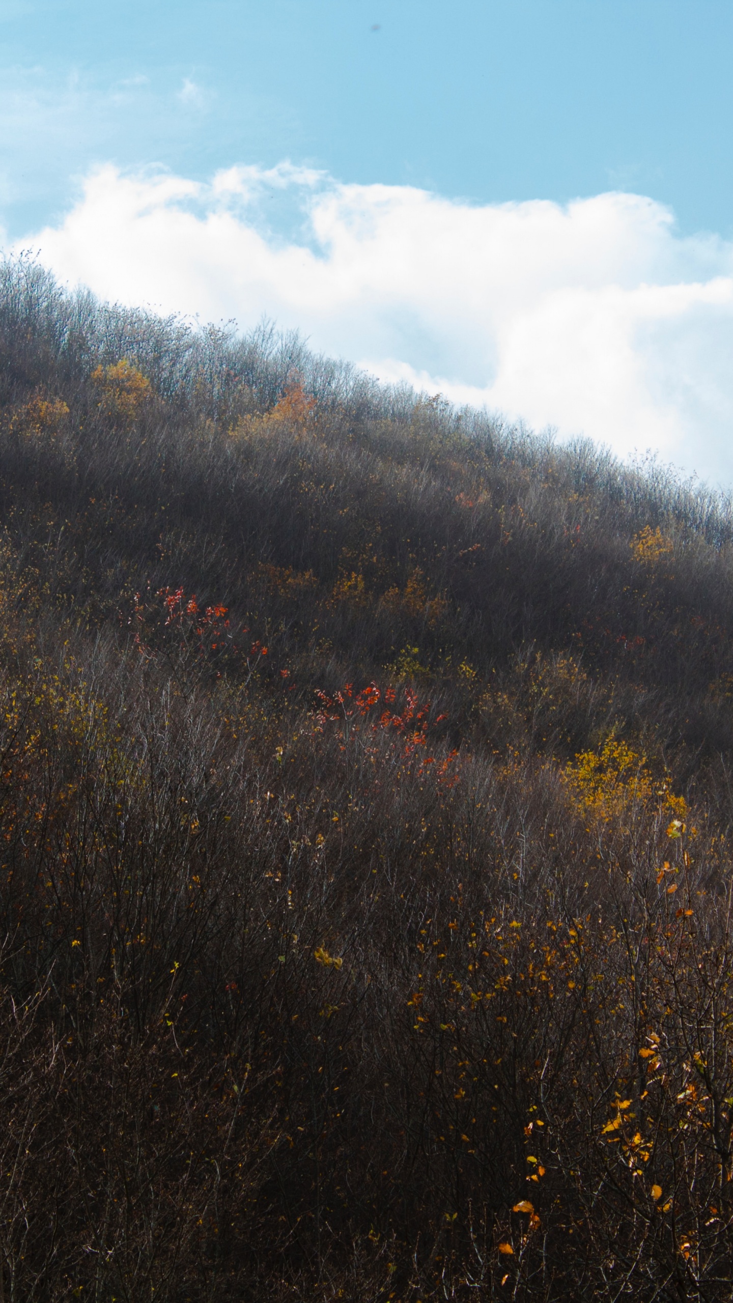 Обои лист, утро, солнечный свет, дерево, холм в разрешении 1440x2560