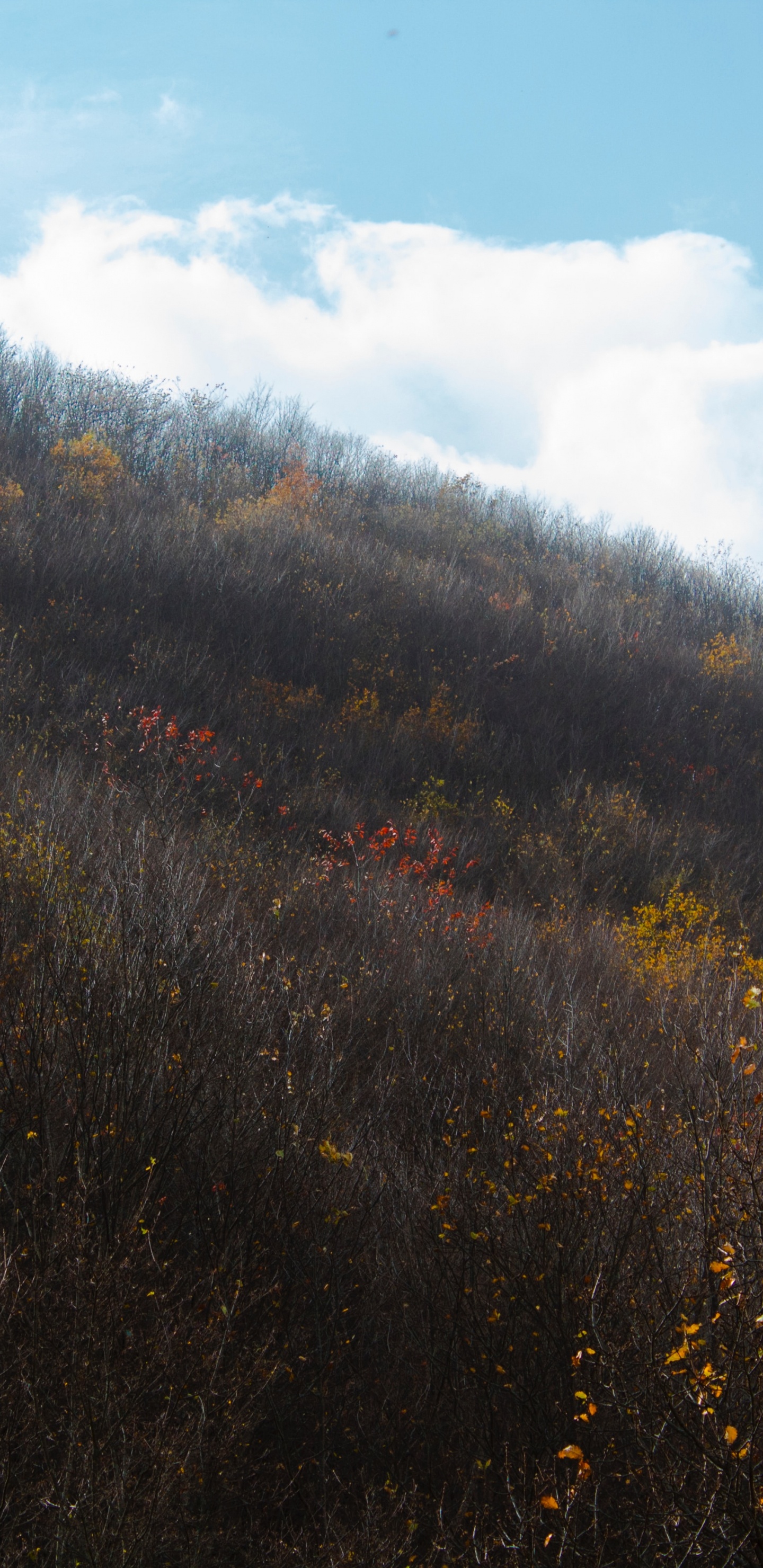 Обои лист, утро, солнечный свет, дерево, холм в разрешении 1440x2960