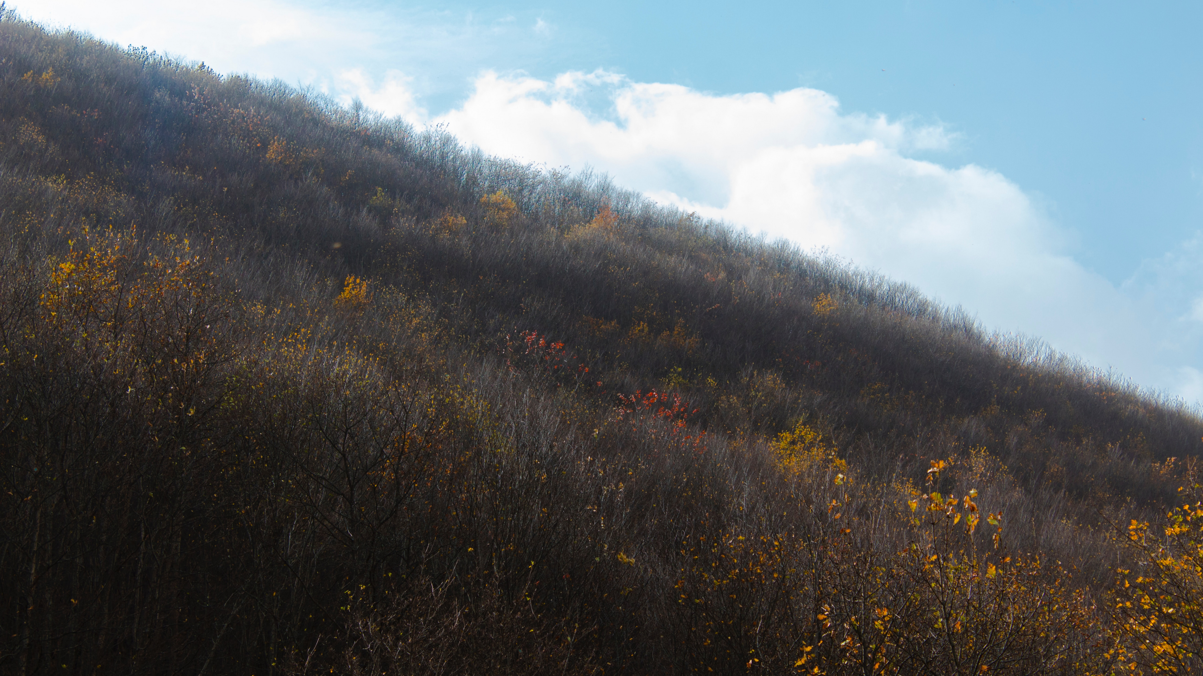 Обои лист, утро, солнечный свет, дерево, холм в разрешении 3840x2160