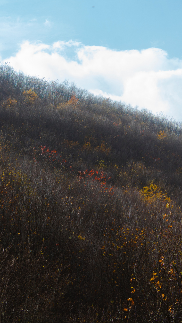 Обои лист, утро, солнечный свет, дерево, холм в разрешении 750x1334