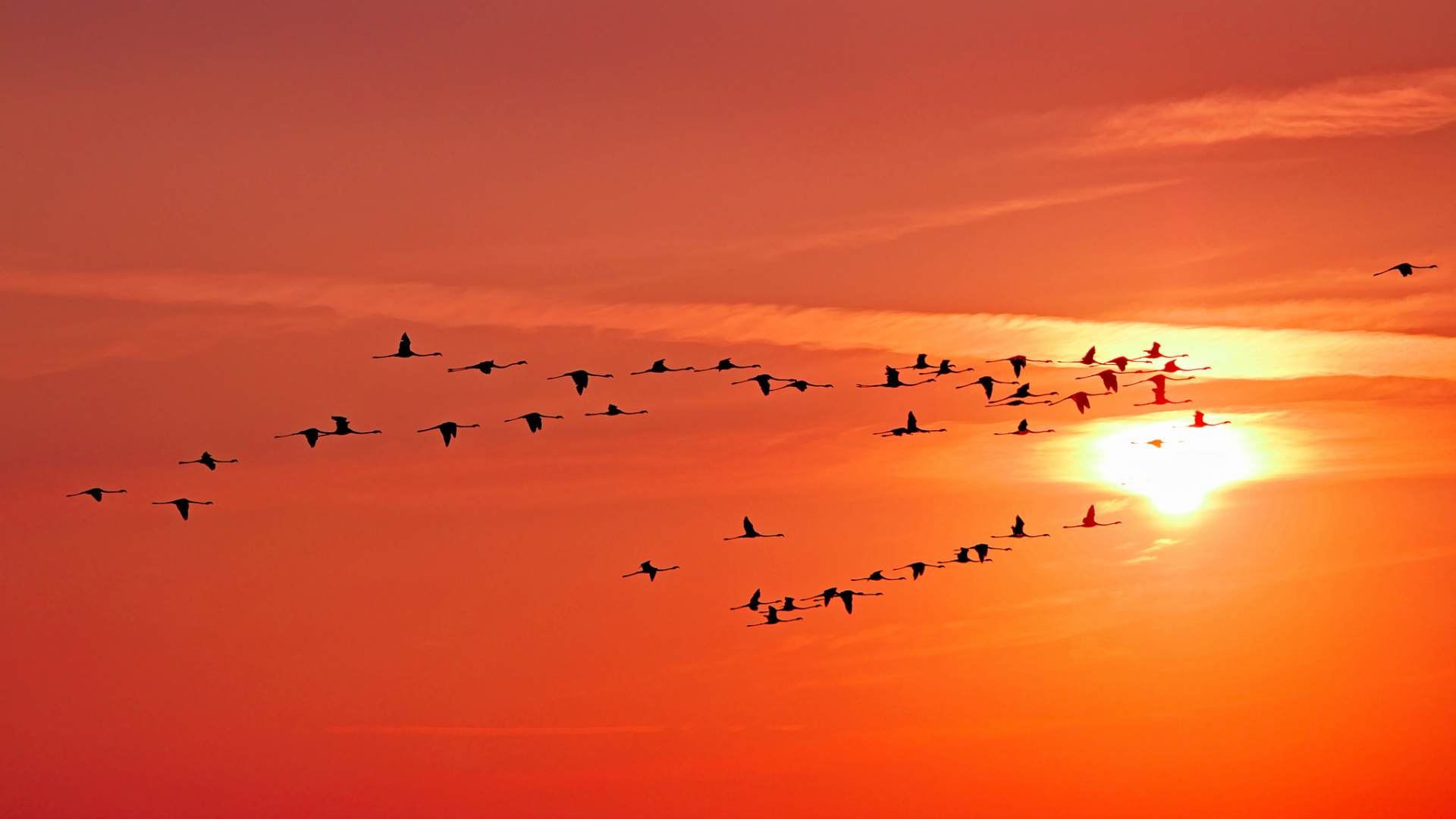 Обои закат, миграция птиц, миграция животных, горизонт, спокойный в разрешении 1920x1080